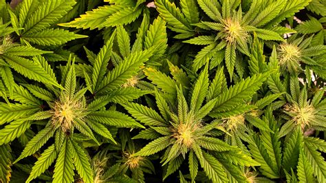 planta de marihuana - posiciones de newcastle united